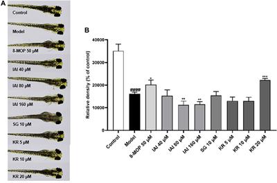 Prenylated flavonoids from Sophora flavescens inhibit mushroom tyrosinase activity and modulate melanogenesis in murine melanoma cells and zebrafish